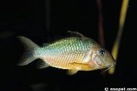 Corydoras britskii