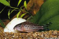 Corydoras robineae, Brasilien
