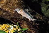 Corydoras zygatus