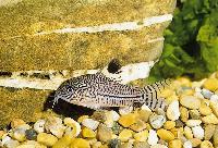 Corydoras trilineatus, Peru o Brasilien