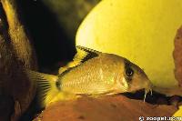 Corydoras metae, Meta system Colombia