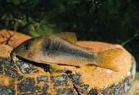 Corydoras melanotaenia, Honda Colombia