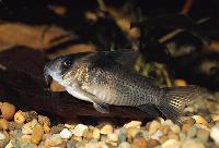 Corydoras melanistius melanistius