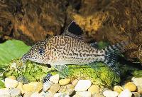 Corydoras leopardus, Brasilien