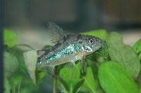 Corydoras paleatus