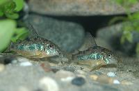 Corydoras paleatus