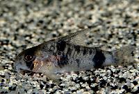 Corydoras reynoldsi