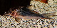 Corydoras semiaquilus, black green