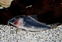 Corydoras semiaquilus, Huanta Peru