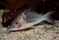 Corydoras multiradiatus