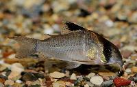 Corydoras cf. potarensis