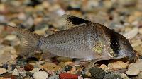Corydoras cf. potarensis