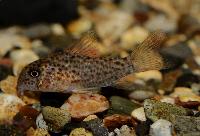 Corydoras xinguensis