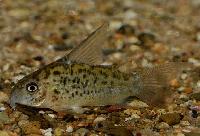 Corydoras armatus