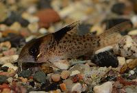 Corydoras sp. 'C21' 