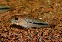 Corydoras baderi