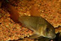 Corydoras concolor