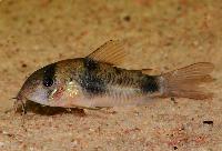 Corydoras ehrhardti