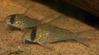 Corydoras leucomelas