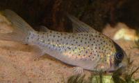 Corydoras leucomelas