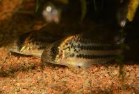 Corydoras sp. 'C133'