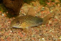 Corydoras similis