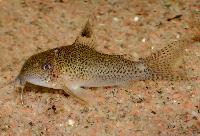 Corydoras sp. 'CW037'