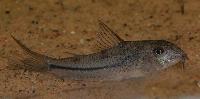 Scleromystax prionotos