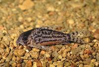Corydoras schwartzi