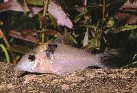 Corydoras virginiae
