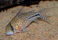 Corydoras sp. 'C091'