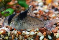 Corydoras bicolor