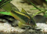 Corydoras sp. 'golden stripe'