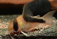 Corydoras sp. "CW 107"