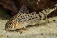 Corydoras knaacki