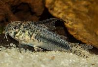 Corydoras sipaliwini