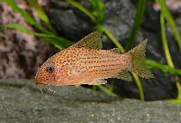 Corydoras eversi