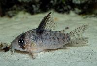Corydoras sp. 'CW004'