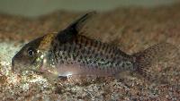Corydoras punctatus