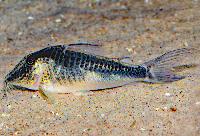 Corydoras fowleri