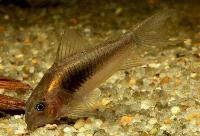 Corydoras sp. 'CW097'