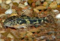 Aspidoras deppinnai