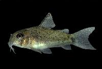 Corydoras osteocarus