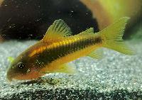 Corydoras sp. 'CW010'