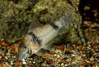 Corydoras sp. 'CW012'