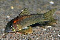 Corydoras sp. CW023