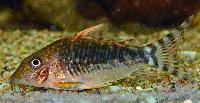 Corydoras seussi