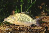 Corydoras britskii