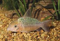 Corydoras splendens