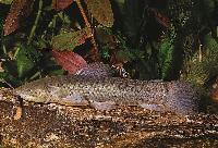 Callichthys callichthys